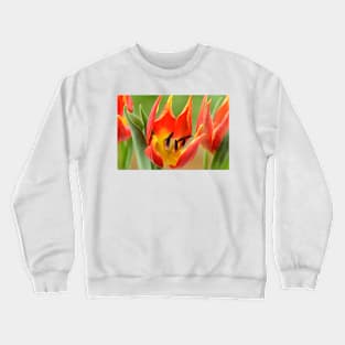 Tulipa schrenkii  Miscellaneous tulip Crewneck Sweatshirt